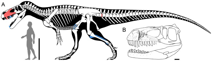 A Skeletal reconstruction of Torvosaurus gurneyi in lateral view illustrating in red